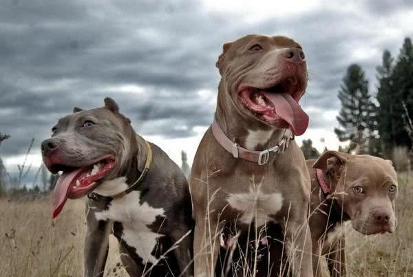 世界十大最强悍猛犬!藏獒只是个小乖乖，更凶猛的大有狗在