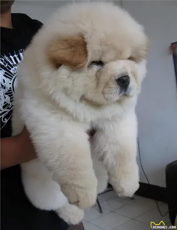 松狮犬:守护家庭的毛茸守护神!