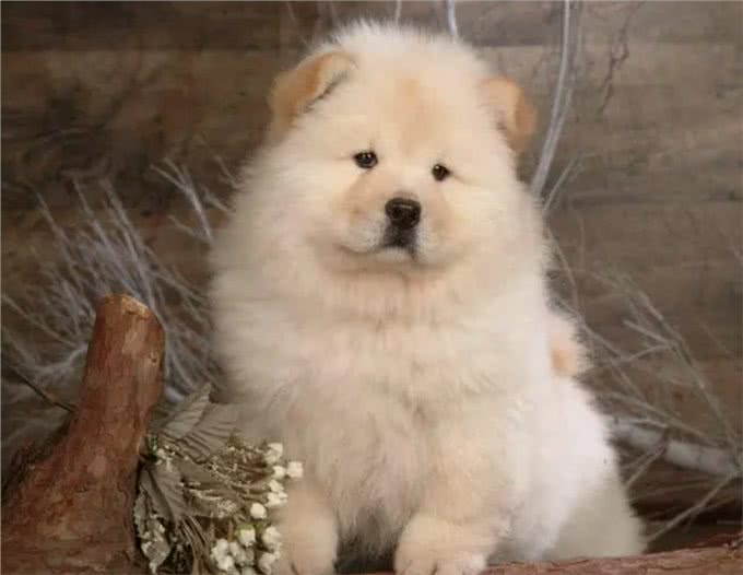 松狮犬:守护家庭的毛茸守护神!