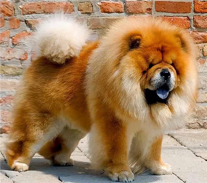 松狮犬:守护家庭的毛茸守护神!