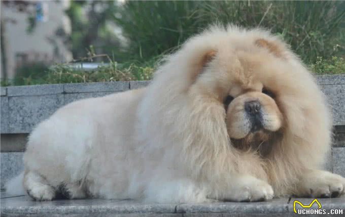 松狮犬:守护家庭的毛茸守护神!