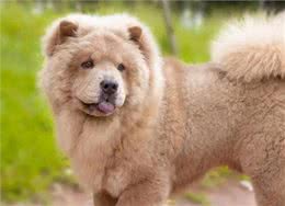 松狮犬:守护家庭的毛茸守护神!