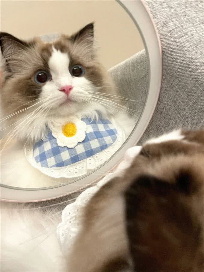 智商低的布偶猫,会有这几个特征，你家占几个?