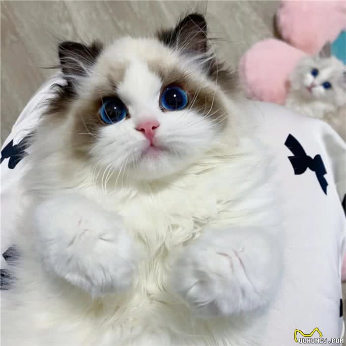 智商低的布偶猫,会有这几个特征，你家占几个?