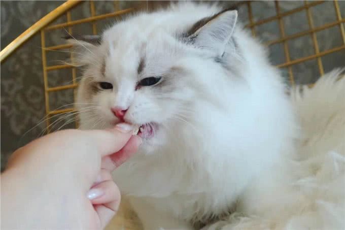 智商低的布偶猫,会有这几个特征，你家占几个?