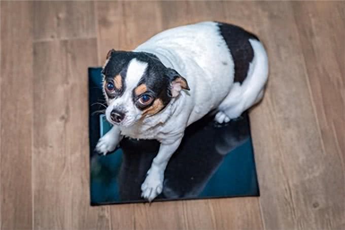 爱犬肥胖度检查大揭秘:你的狗狗离理想体型还有多远?