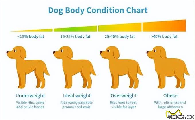 爱犬肥胖度检查大揭秘:你的狗狗离理想体型还有多远?