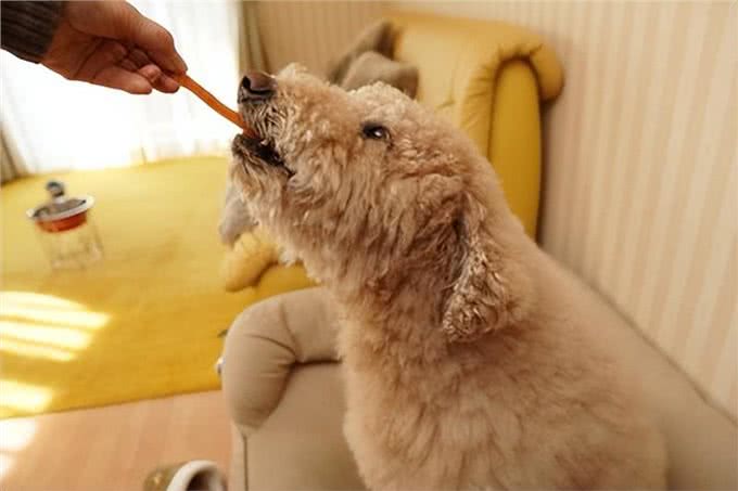 爱犬肥胖度检查大揭秘:你的狗狗离理想体型还有多远?