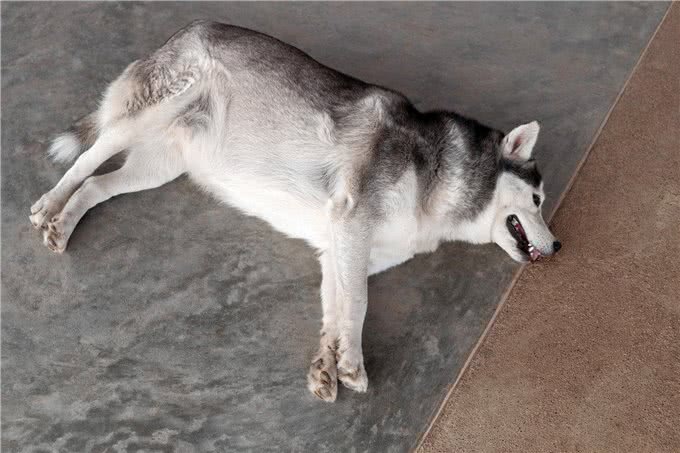 爱犬肥胖度检查大揭秘:你的狗狗离理想体型还有多远?