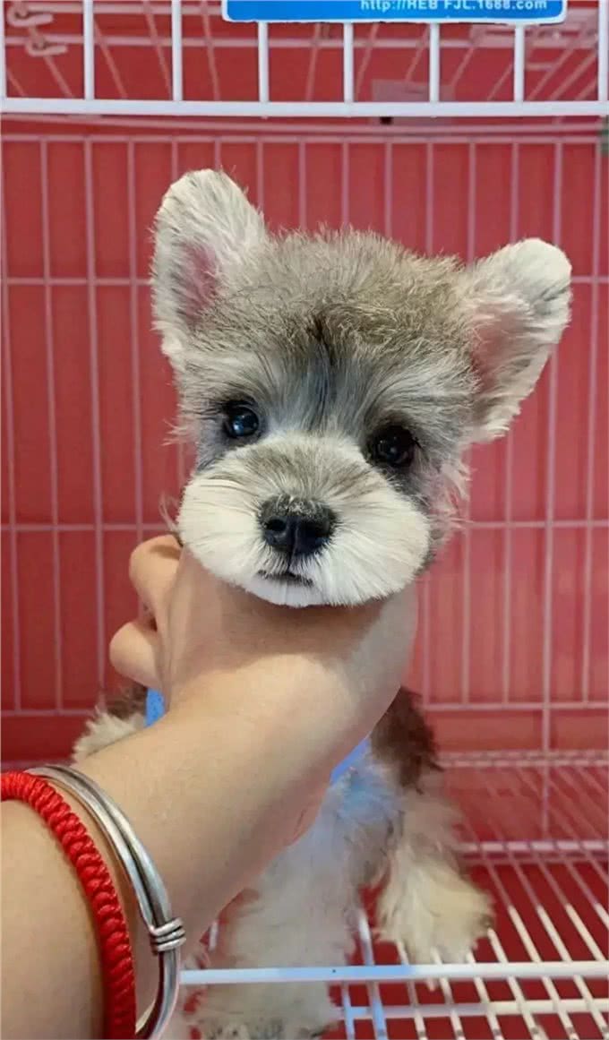 爱犬有自由，请不要造成别人的负担