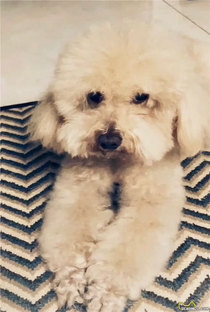 爱犬有自由，请不要造成别人的负担