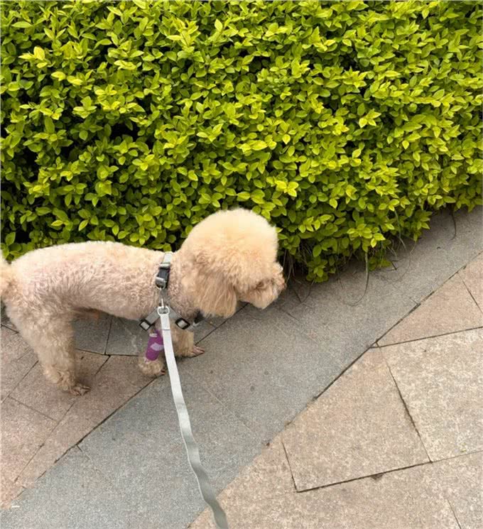 爱犬有自由，请不要造成别人的负担