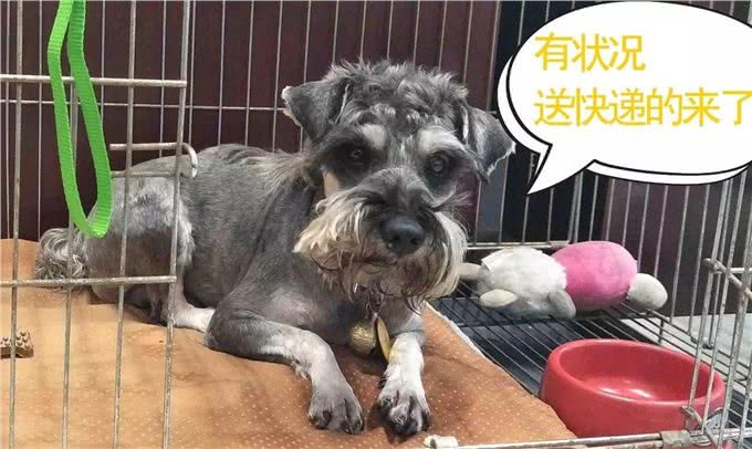 听狗狗说话—初识吠叫