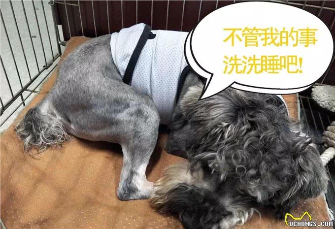 听狗狗说话—初识吠叫