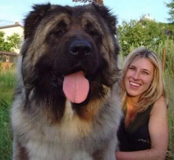 全球最凶狠的五大猛犬类，藏獒仅第二，第一名分分钟秒杀藏獒!