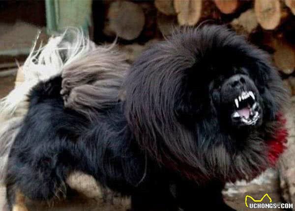全球最凶狠的五大猛犬类，藏獒仅第二，第一名分分钟秒杀藏獒!