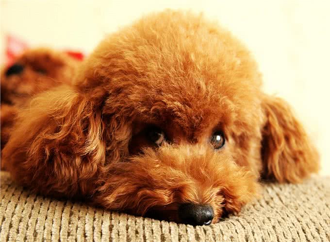 泰迪犬和比熊犬哪个更好养?