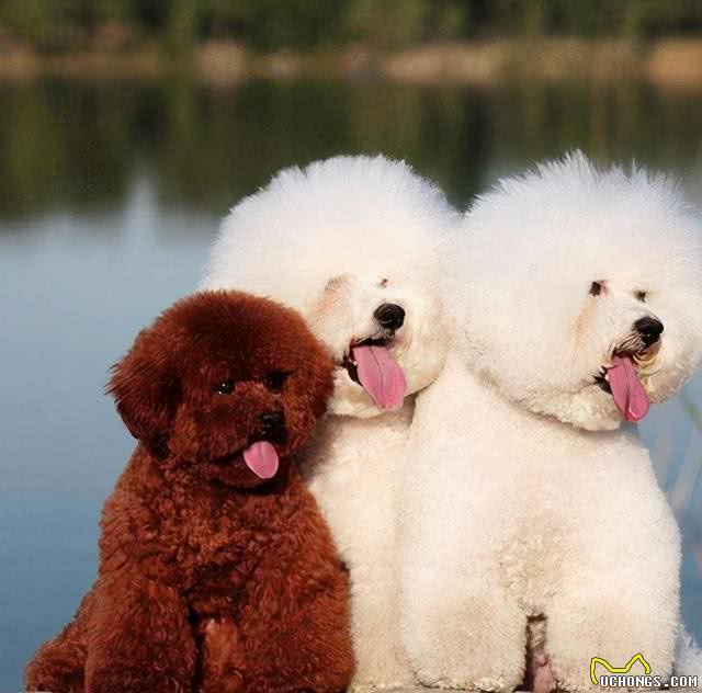 泰迪犬和比熊犬哪个更好养?