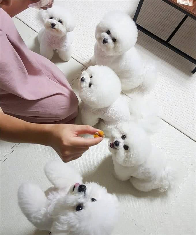 泰迪犬和比熊犬哪个更好养?
