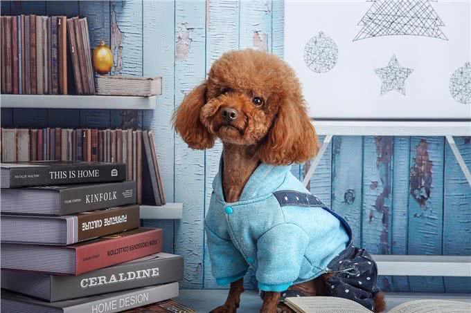 泰迪犬和比熊犬哪个更好养?