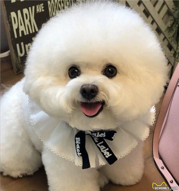 泰迪犬和比熊犬哪个更好养?