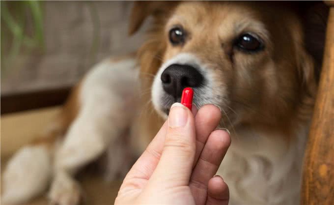 狗狗驱虫药的正确吃法