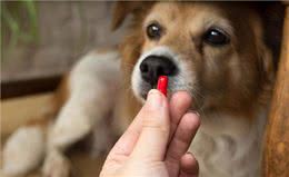 狗狗驱虫药的正确吃法