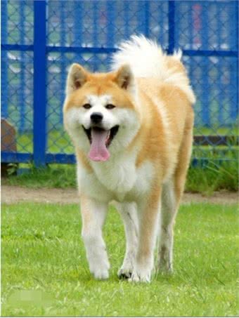 秋田和柴犬，一对亲兄弟傻傻分不清