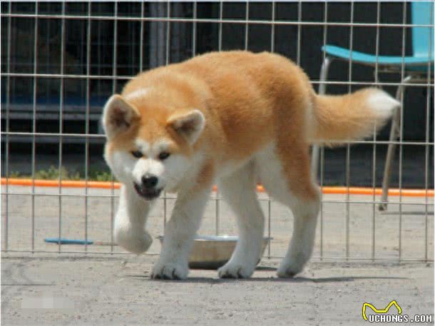秋田和柴犬，一对亲兄弟傻傻分不清