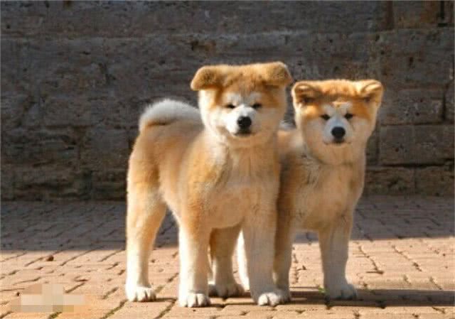 秋田和柴犬，一对亲兄弟傻傻分不清