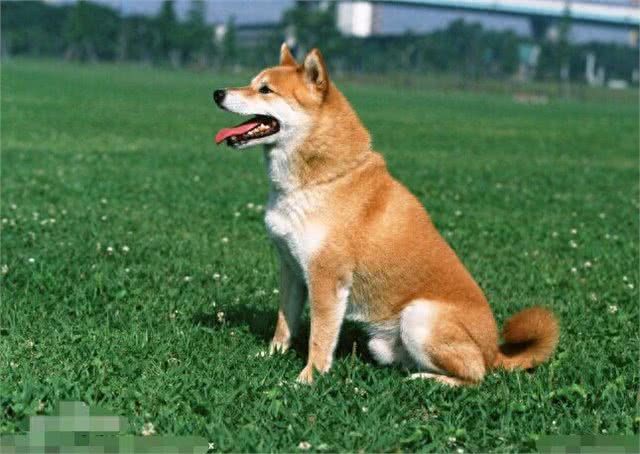 秋田和柴犬，一对亲兄弟傻傻分不清