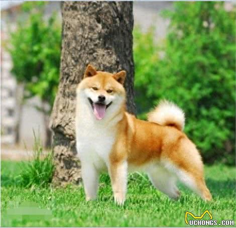 秋田和柴犬，一对亲兄弟傻傻分不清