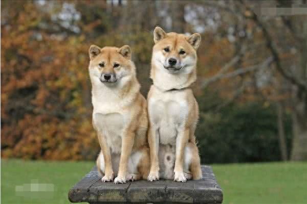 秋田和柴犬，一对亲兄弟傻傻分不清