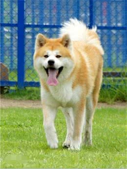 秋田和柴犬，一对亲兄弟傻傻分不清