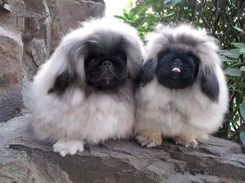 世界名犬—北京犬