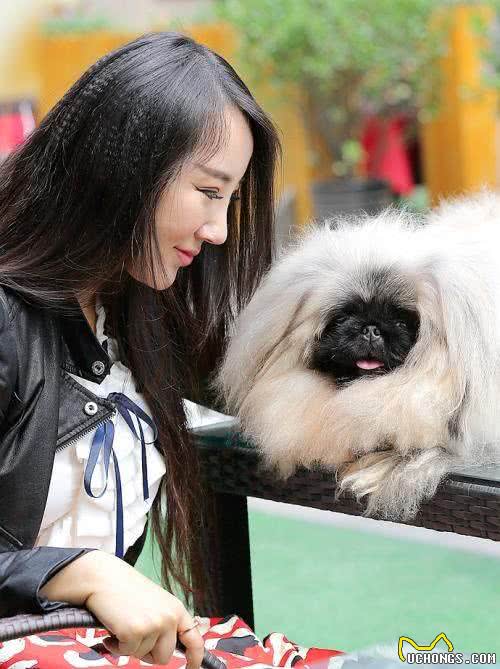 世界名犬—北京犬