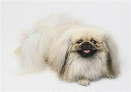 世界名犬—北京犬