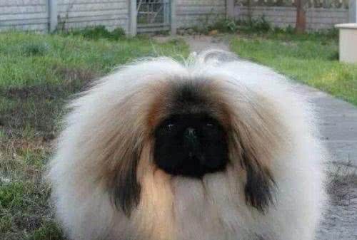 世界名犬—北京犬