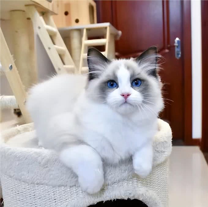 布偶猫从几岁开始步入晚年?老了之后该如何照顾?