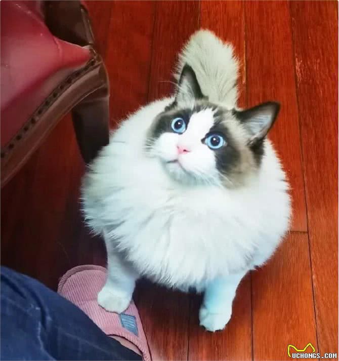 布偶猫从几岁开始步入晚年?老了之后该如何照顾?