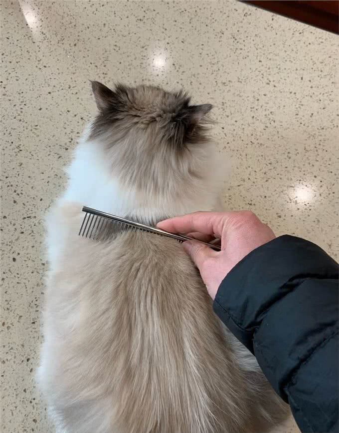 布偶猫从几岁开始步入晚年?老了之后该如何照顾?