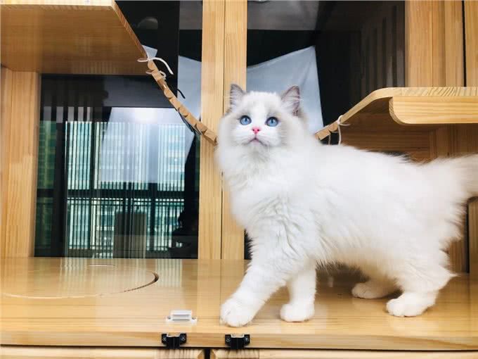 布偶猫从几岁开始步入晚年?老了之后该如何照顾?