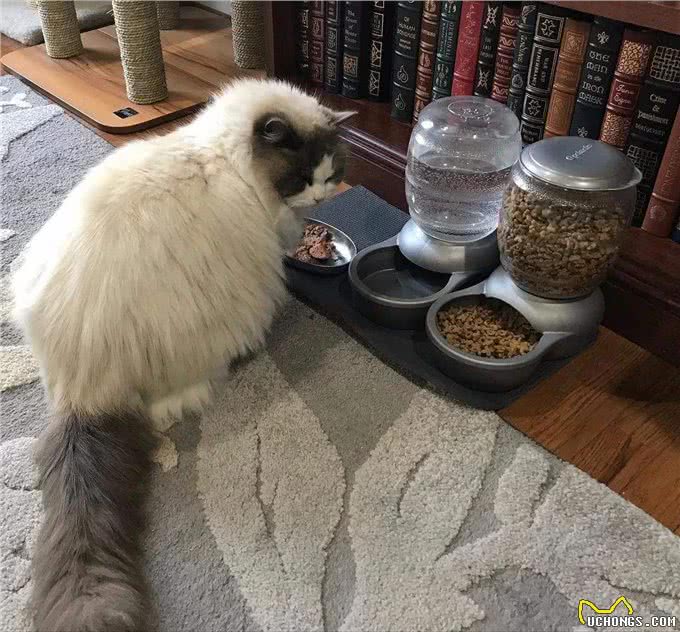 布偶猫从几岁开始步入晚年?老了之后该如何照顾?