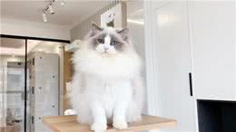 布偶猫从几岁开始步入晚年?老了之后该如何照顾?