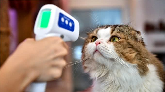 猫传人?在泰国几乎实锤了