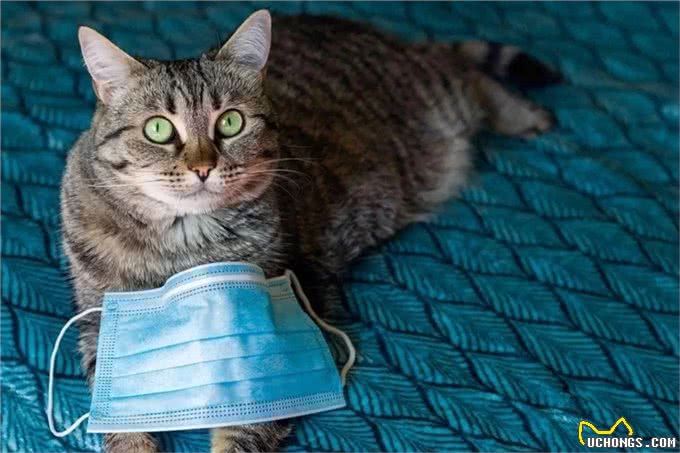 猫传人?在泰国几乎实锤了