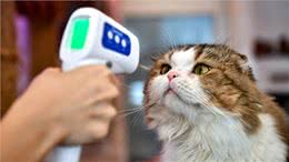 猫传人?在泰国几乎实锤了