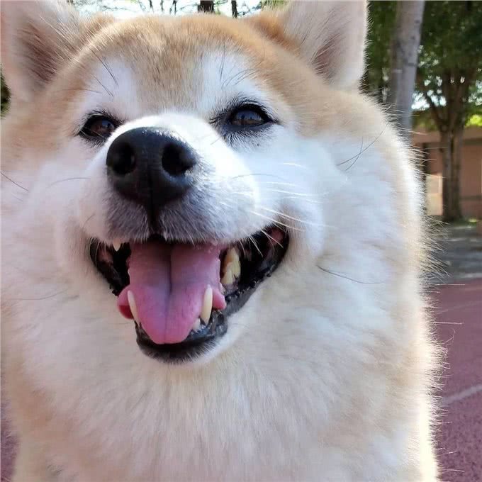 某宝柴犬800元，网友入手后哭了