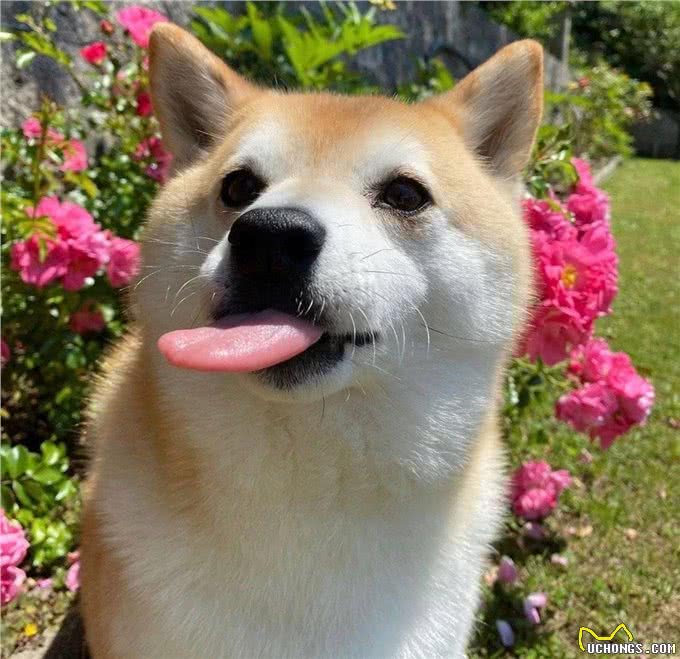 某宝柴犬800元，网友入手后哭了