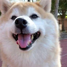 某宝柴犬800元，网友入手后哭了